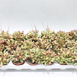 Адромишус Чойланди ( Adromischus Choilandi ) W 8/8,5 см H 15 см