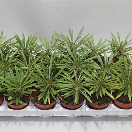 Пахиподиум Ламеи ( Pachypodium Lamerei ) W 8/8,5 см H 18 см
