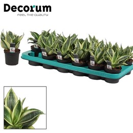 Сансевиерия Ханьи 9 См Золотистые Ханьи (благопристойные) ( Sansevieria Hahnii 9 Cm Golden Hahnii (d