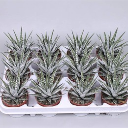 Хавортия Альба ( Haworthia Alba ) W 8/8,5 см H 15 см