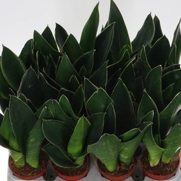 Сансевиерия Зей ( Sansevieria Zey ) W 9/9,5 см H 30 см