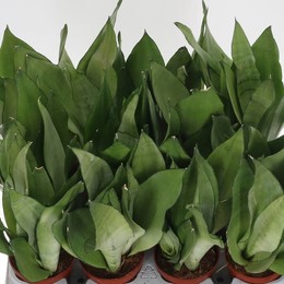 Сансевиерия Самогонный аппарат ( Sansevieria Moonshine ) W 9/9,5 см H 30 см