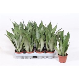 Сансевиерия Самогонный аппарат ( Sansevieria Moonshine ) W 9/9,5 см H 25 см