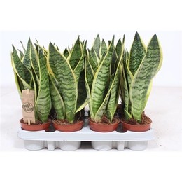 Сансевиерия Суперба ( Sansevieria Superba ) W 9/9,5 см H 30 см
