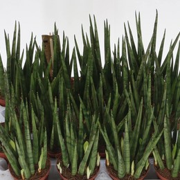 Сансевиерия Бакхарис Микадо ( Sansevieria Baccharis Mikado ) W 8/8,5 см H 25 см