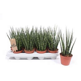 Сансевиерия 'папоротниковое дерево' Микадо ( Sansevieria 'fernwood' Mikado ) W 8/8,5 см H 25 см