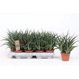 Сансевиерия Фернвуд Панк ( Sansevieria Fernwood Punk ) W 8/8,5 см H 25 см
