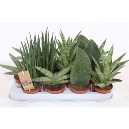 Сансевиерия Люкс Смешанная ( Sansevieria Luxe Mixed ) W 8/8,5 см H 20 см