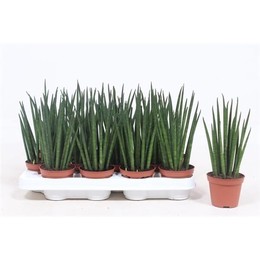 Сансевиерия Микадо ( Sansevieria Mikado ) W 8/8,5 см H 25 см