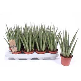 Сансевиерия Серебряная Нимфа Микадо ( Sansevieria Silver Nymph Mikado ) W 8/8,5 см H 25 см