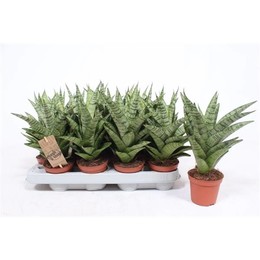Сансевиерия Крутая Леди ( Sansevieria Tough Lady ) W 8/8,5 см H 25 см