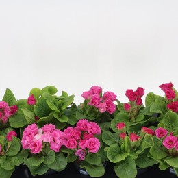 Примула Ac Suze ( Primula Ac Suze ) W 10,5 см H 17 см