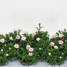Гвоздика Osc Белая Красная ( Carnation Osc White Red ) W 10,5 см H 23 см