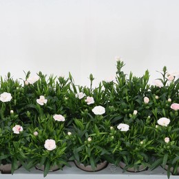 Гвоздика Osc Белая Красная ( Carnation Osc White Red ) W 10 см H 20 см