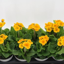 Водолазы Примулы в восторге ( Primula Divers Elatior ) W 13 см H 22 см