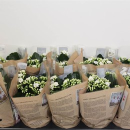 Каланхоэ, Дон Дионе ( Kalanchoë Ge Don Dione ) W 12 см H 25 см