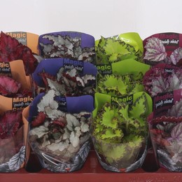 Бегония Волшебный Кол Смешанный ( Begonia Magic Col Mixed ) W 8,5 см H 15 см