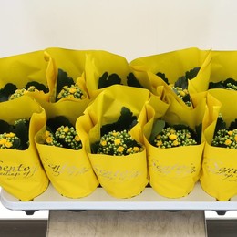 Каланхоэ Желтое ( Kalanchoe Ge Yellow ) W 10,5 см H 22 см