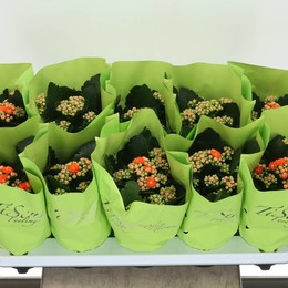Каланхоэ Ге Желтый ( Kalanchoë Ge Yellow ) W 10,5 см H 22 см