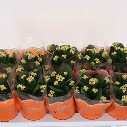 Каланхоэ Бл Ге Сумо Оранжевый ( Kalanchoë Bl Ge Sumo Orange ) W 10,5 см H 23 см