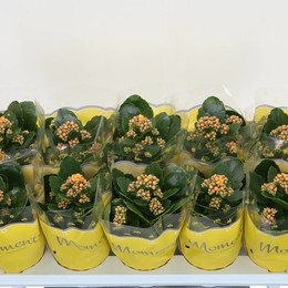 Каланхоэ Ге Сфинкс Желтый ( Kalanchoë Ge Sfinx Yellow ) W 10,5 см H 23 см