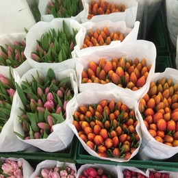 Тюльпаны Микс Экстра (Tulips mix Extra) 45 см +, пр-ва Галантус