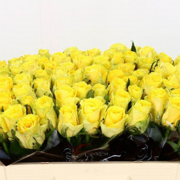 Rosa Mix (Роза Микс) В50 Subati