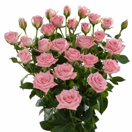 Rosa Tr Odilia (Роза Тр Одилия) В60 Ступино