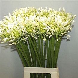 Agapanthus polar ice(Агапантус полар айс)В80