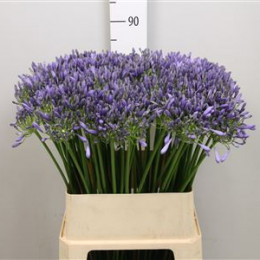 Agapanthus dr brouwer (Агапантус др бровер) В70