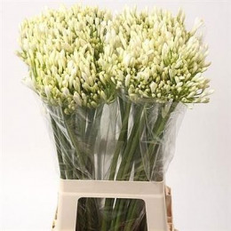 Agapanthus bianca perla(Агапантус бьянка перла) В70