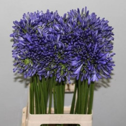 Agapanthus intermedia(Агапантус Интермедия)В70