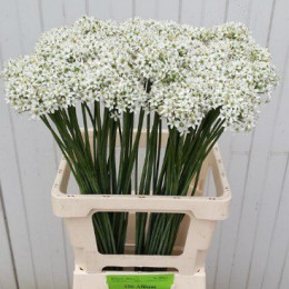 Allium tuberosum(Аллиум Туберосум) В70