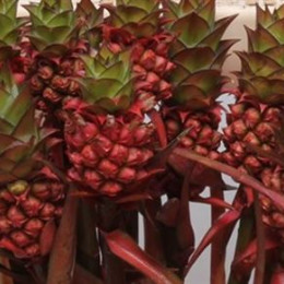 Ananas Lucidus (Ананас Луцидус) В40ST