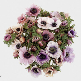 Anemone Galileo Pastel (Анемон Галилео Пастель) В45