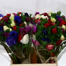 Anemone Co Mar Gem (Анемон Мар Джем) В50