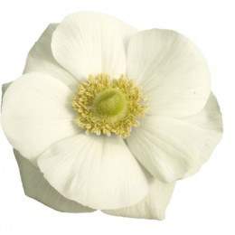 Anemone White (Анемона Вайт) В45