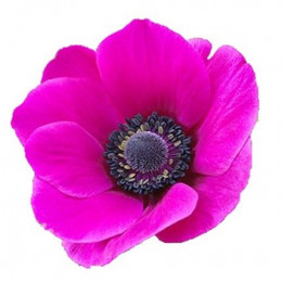 Anemone Cerise (Анемоны Серайсе) В45