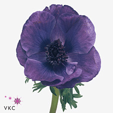 Anemone meron blue(Анемоны мерон блу)В45