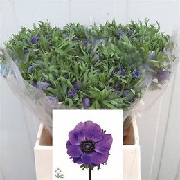 Anemone Marianne blue(Анемоны Марианн блу)В45