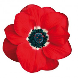 Anemone Red (Анемона Ред) В45EX