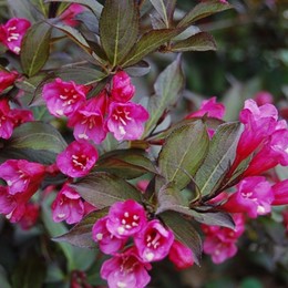 Вейгела цветущая Nana Purpurea (Нана Пурпуреа)