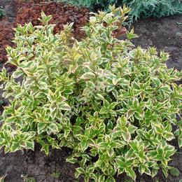Вейгела цветущая Nana Variegata (Нана Вариегата)