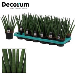 Ракета Sansevieria Cylindrica 9 См ( Sansevieria Cylindrica 9 Cm Rocket (decorum) ) W 9/9,5 см H 25