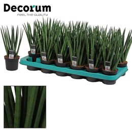 Сансевиерия Цилиндрическая 9 См Спагетти ( Sansevieria Cylindrica 9 Cm Spaghetti (decorum) ) W 9/9,5