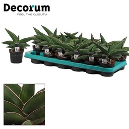 Сансевиерия Самурайская 9 См ( Sansevieria Samurai 9 Cm (decorum) ) W 9/9,5 см H 20 см