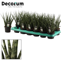 Сансевиерия Папоротниковая 9 См ( Sansevieria Fernwood 9 Cm (decorum) ) W 9/9,5 см H 25 см