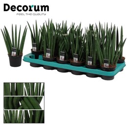 Сансевиерия Цилиндрическая 9 См Смешанная (приличная) ( Sansevieria Cylindrica 9 Cm Mixed (decorum)