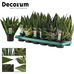 Сансевиерия Смешанная 9 См ( Sansevieria Mixed 9 Cm (decorum) ) W 9/9,5 см H 25 см