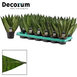 Веер Sansevieria Zeylanica 9 См (для приличия) ( Sansevieria Zeylanica Fan 9 Cm (decorum) ) W 9/9,5